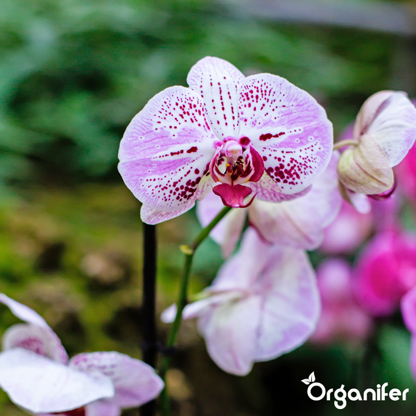Nahaufnahme einer blühenden Phalaenopsis Orchidee mit gepunkteten Blütenblättern und Organifer Logo.