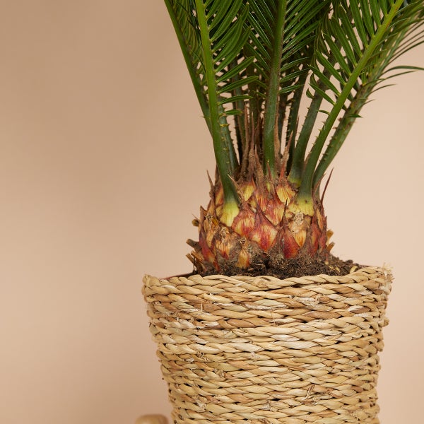 Bloomique - Cycas Revoluta - Palmfarn - Sagopalme - Palme - Sehr Pflegeleicht - Höhe 40-50 cm - Topf 15 cm