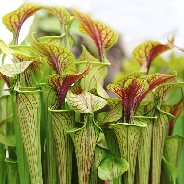 2x Sarracenia 'Juthatip Soper' – Fleischfressende Pflanze – Pflegeleicht –⌀12 cm – ↕10-20cm