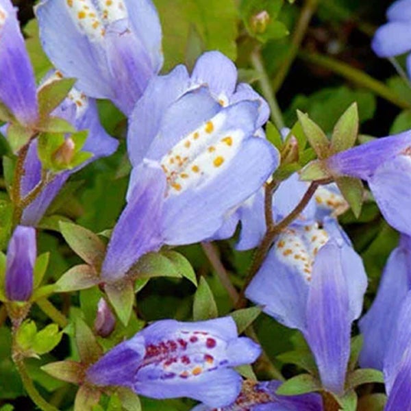 6x Mazus Reptans – Blaue Mazus – Teichpflanze – Bodendecker – Zone 1/2 – ⌀09cm – ↕15-25 cm