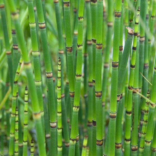 3x Juncus Spiralis – Korkenziehergras – Pflegefreundlich – Zone 1/2 – ⌀9cm – ↕30-40 cm