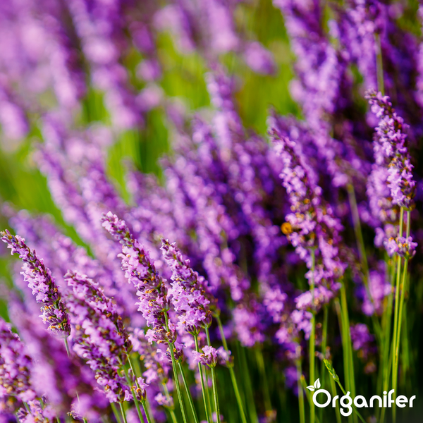 Blühender Lavendel im Garten mit Organifer Logo.