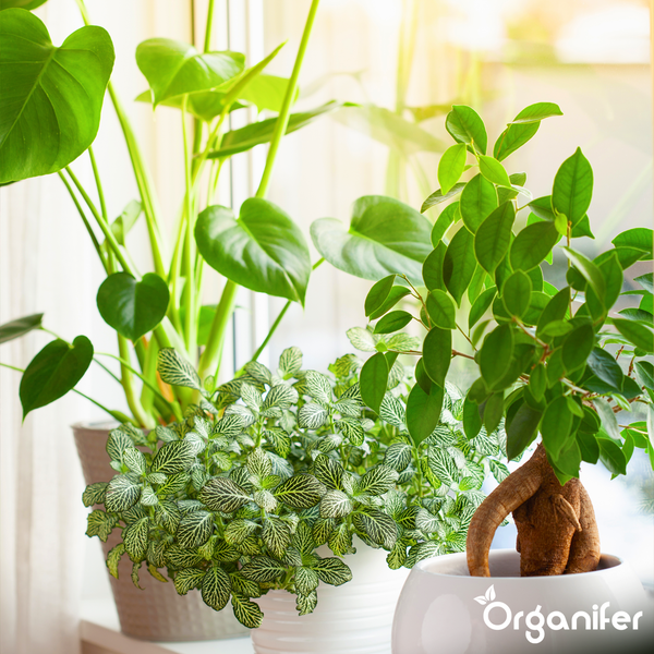 Helle Fensterbank mit Monstera Deliciosa, Fittonia und Ficus Ginseng Zimmerpflanzen in Töpfen. Organifer Logo.