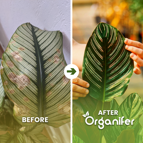 Vorher-Nachher-Vergleich eines Calathea-Blattes: links mit Schadstellen, rechts gesund nach der Anwendung von Organifer.
