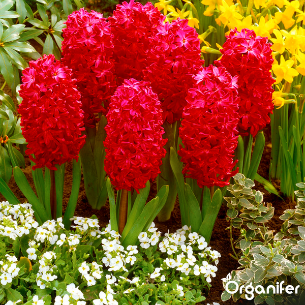 Rote Hyazinthen in einem Frühlingsbeet mit weißen und gelben Blumen sowie das Organifer Logo.