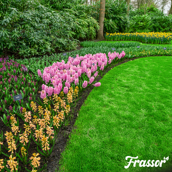 Gepflegtes Gartenbeet mit rosa, orangefarbenen und violetten Hyazinthen neben einer grünen Rasenfläche, gelbe Blumen im Hintergrund. Frassor Logo.