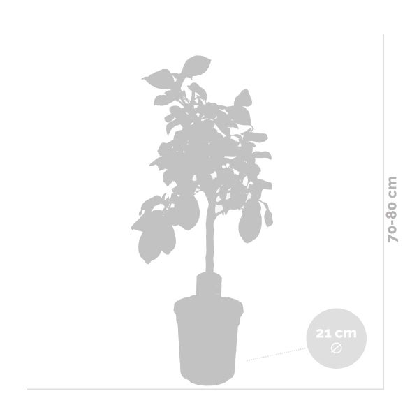 Citrus limon - Zitronenbaum - Obstbaum - Immergrün - ⌀21 cm - ↕70-80 cm