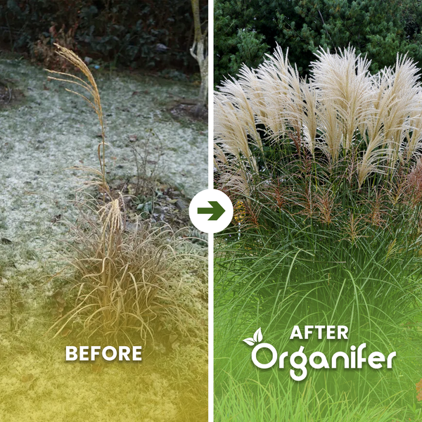 Ziergras Miscanthus sinensis mit silbrig-weißen Blütenwedeln in einem sonnigen Garten vor blauem Himmel. Organifer Logo.