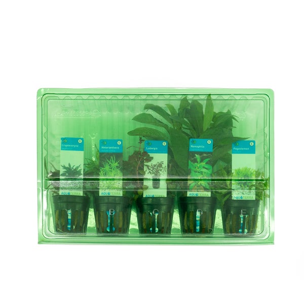 Bloomique - 5er Set - Aquarium Pflanzen Echt - Aquarium Zubehör - Wasserpflanzen - Reinigend - Sauerstoff - Pogostemon, Heteranthera, Wasserkelch, Riesen-Wasserfreund, Ludwigie - Höhe 15-20 cm