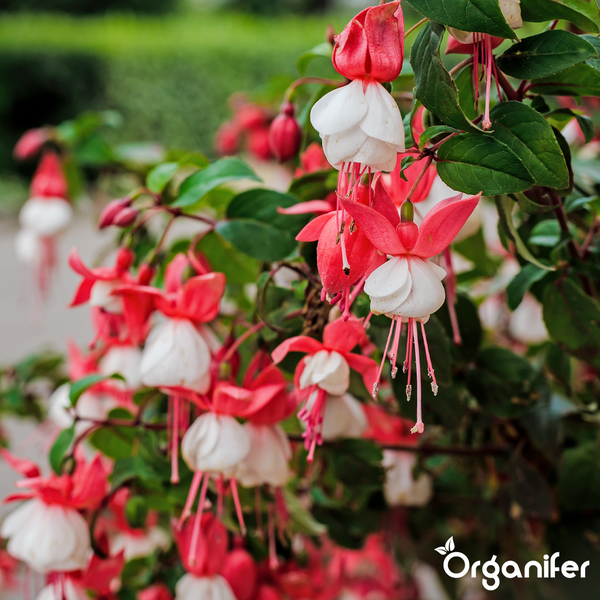 Fuchsienpflanze mit rot-weißen Blüten und grünen Blättern, Organifer Logo.