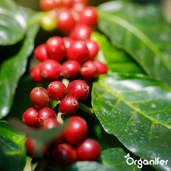 Reife rote Kaffeekirschen an einem Zweig mit grünen Blättern. Organifer Logo.