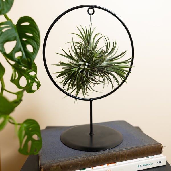 Bloomique - Tillandsia im Zierring - Zimmerpflanze - Luftpflanzen Echt - Tillandsien - Sehr Pflegeleicht - Höhe 30cm