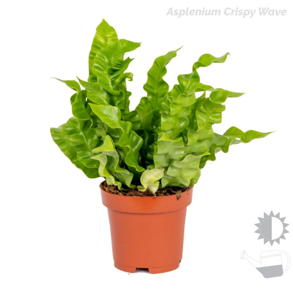 Bloomique - 3er-Mix - Luftreinigende Farne - Asplenium, Phlebodium, Nephrolepis - Zimmerpflanzen - 20-30 cm Hoch - Topf 12 cm