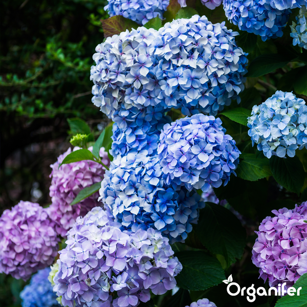 Blaue und violette Hortensienblüten mit grünen Blättern. Organifer Logo.