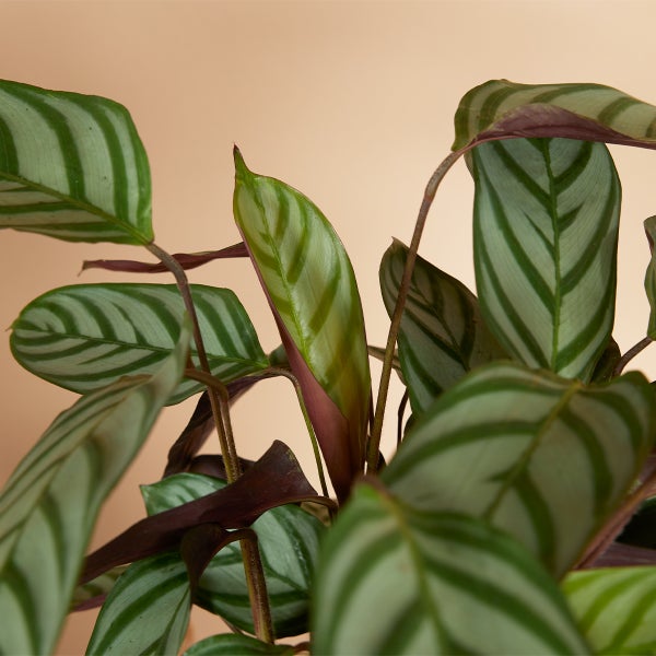 Pfeilwurz mit gestreiften Blättern