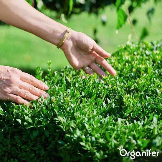 Person berührt Buchsbaum im Garten