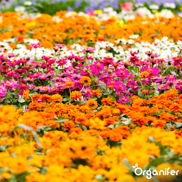 Dicht bepflanztes Beet mit farbenfrohen Zinnien in Orange, Rosa und Weiß sowie grünem Laub. Organifer Logo.