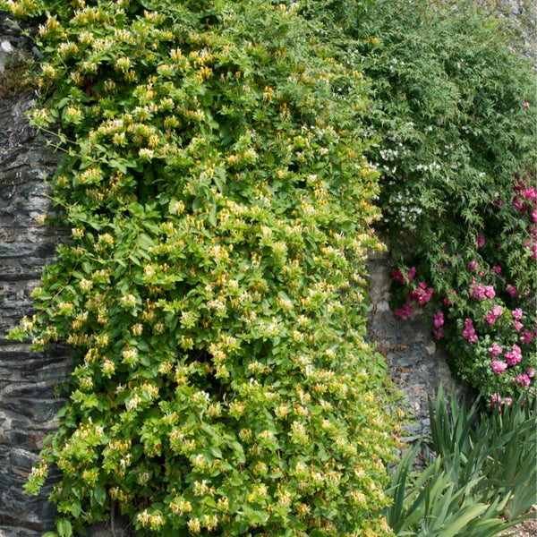 Bloomique - 2er-Set - Lonicera Heckrottii Halliana - Japanisches Geißblatt - Weiß, Gelb - Kletterpflanzen - Gartenpflanzen - Winterhart - Topf 15 cm - 70-80 cm hoch