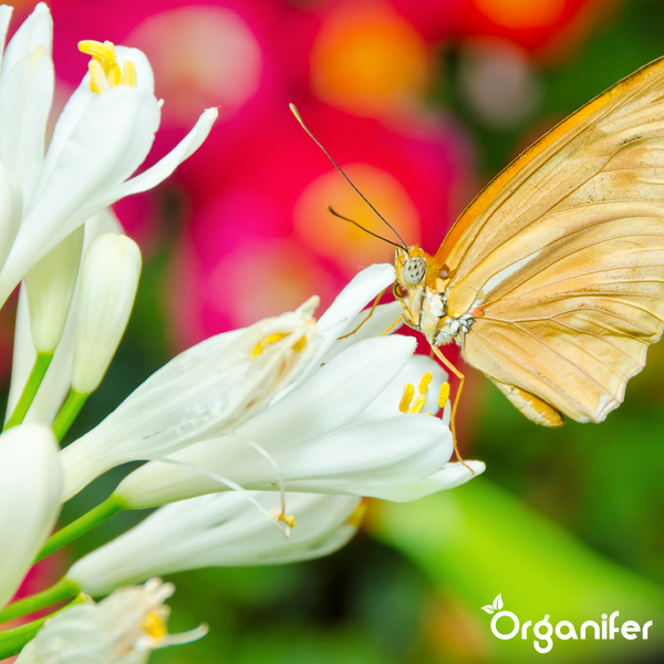 Schmetterling auf weißer Blüte, Organifer Logo.