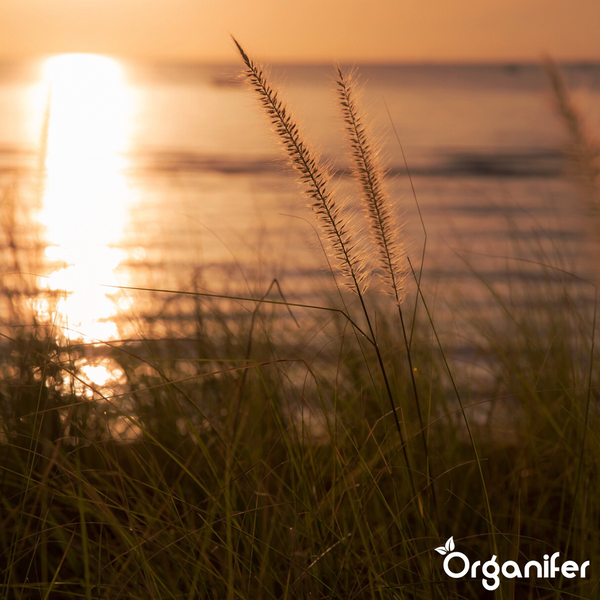 Hohe Ziergräser bei Sonnenuntergang am Wasser mit Organifer Logo.