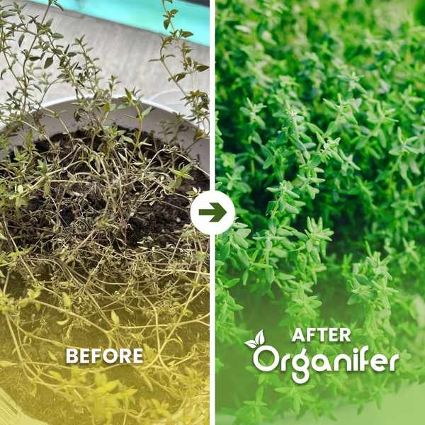 Vergleichsbild eines Thymians vor und nach der Anwendung von Organifer Pflanzendünger: von welk zu gesund und kräftig wachsend.