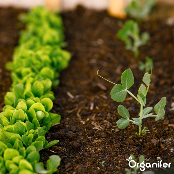 Organifer Logo. Vergleich von Organifer Flüssigdünger mit anderen Produkten. Vorteile: starke Wurzeln, hoher Ertrag und vinassefreie Rezeptur.