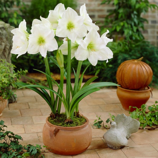 Bloomique – Amaryllis-Zwiebel in Wachs – weiße Samtbeschichtung – Blumenzwiebel – keine Wasserblumen – Weihnachtsdekoration – 15–25 cm hoch bei Lieferung – wird bis zu 40–60 cm groß – 10 cm Durchmesser