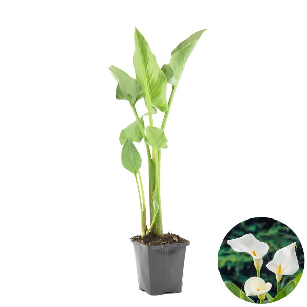 Weißer Aronstab | Zantedeschia 'Aethiopica' - Teichpflanze im Gärtnertopf ⌀9 cm - ↕15 cm