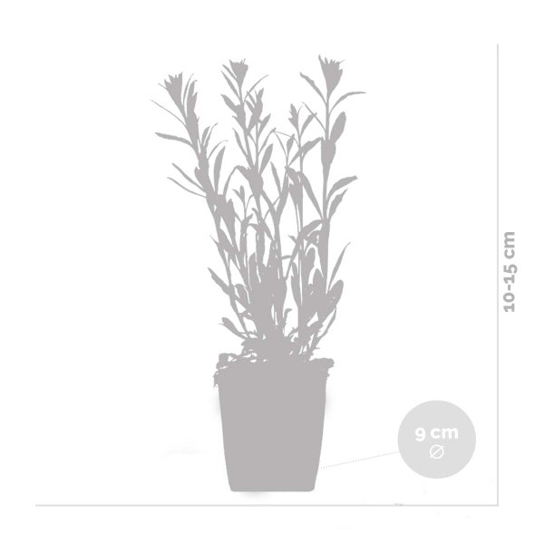 Gaura Lindheimeri - Schöne Kerze - Staude - Winterhart – ⌀9 cm - ↕10-15 cm
