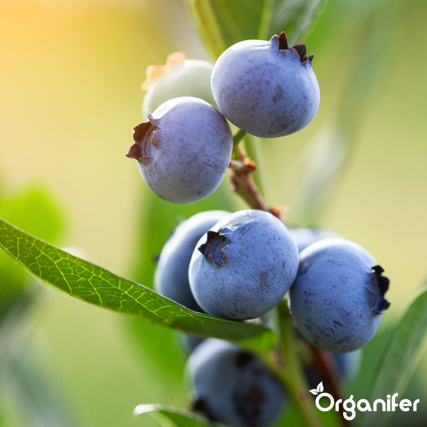 Heidelbeeren an einem Zweig mit grünen Blättern. Organifer Logo.