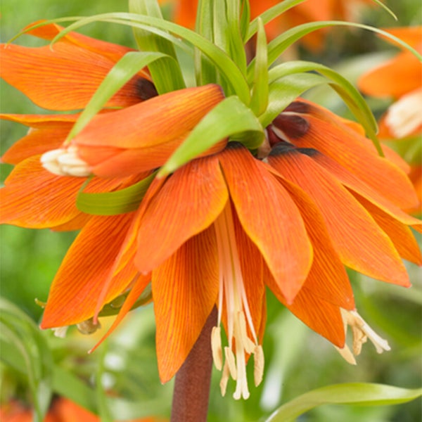 Bloomique - 2er-Set - Fritillaria Orange Beauty - Imperial Crown - Orange - Blumenzwiebeln - Frühlingsblüher - Mehrjährige Pflanzen - Wird bis zu 100-125 cm groß