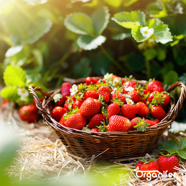 Obstsaatgutpaket - 13 Arten - Organifer
