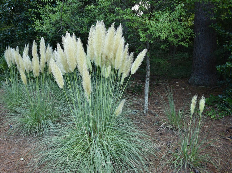 Bloomique | XL Cortaderia 'Mini Pampas' - Zwerg-Pampasgras im 2er-Set - Außenpflanze im Züchtertopf ⌀17 cm - Höhe 25 cm