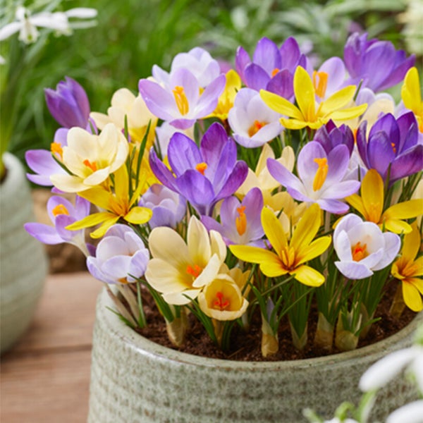 Bloomique - Mischung aus 40 - Krokusse - Krokusse - Farbmischung - Blumenzwiebeln - Frühlingsblüher - mehrjährige Pflanzen - wird bis zu 10-15 cm groß