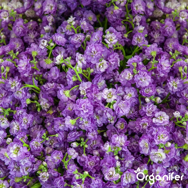 Levkojen Matthiola incana in voller Blüte, Organifer Logo.