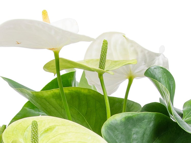 Bloomique - 2er Set - Anthurium Andreanum - Weiß - Flamingoblume - Blühende Zimmerpflanzen - Pflegeleicht - Höhe 30-40 cm - Topf 12 cm