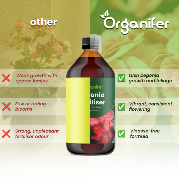 Organifer Begoniendünger im Vergleich: üppiges Wachstum, kräftige Blüte, vinassefrei und ohne starken Geruch. Organifer Logo.