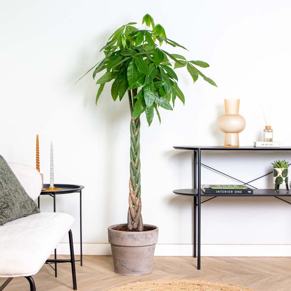 Bloomique - Pachira Aquatica - Glückskastanie - Zimmerpflanzen Groß - Luftreinigend - Pflegeleicht - Höhe 130-150 cm - Topf 27 cm