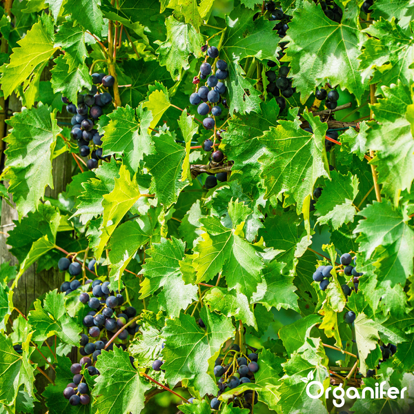 Weinrebe mit grünen Blättern und dunklen Weintrauben. Organifer Logo.