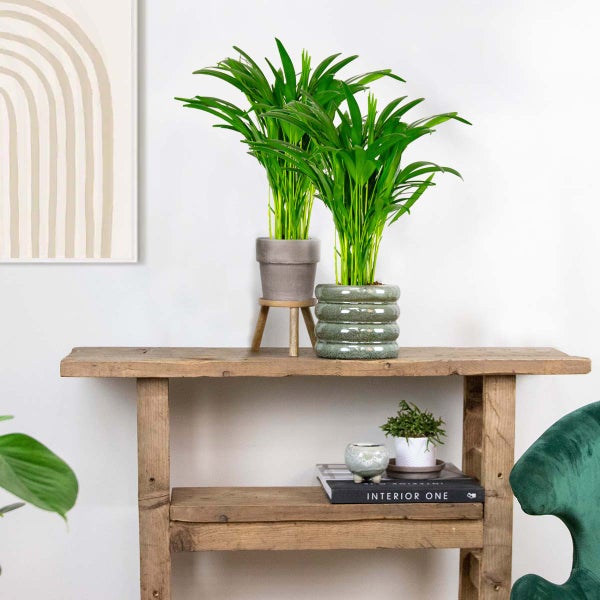2x Dypsis Lutescens - Goldpalme - Zimmerpflanze - Pflegefreundlich – ⌀14 cm - ↕40-50 cm