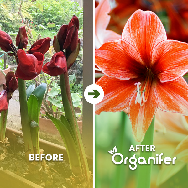 Vorher-Nachher-Vergleich einer Amaryllis mit Organifer Pflanzendünger: geschlossene Knospen im Vergleich zur vollen Blüte. Organifer Logo.