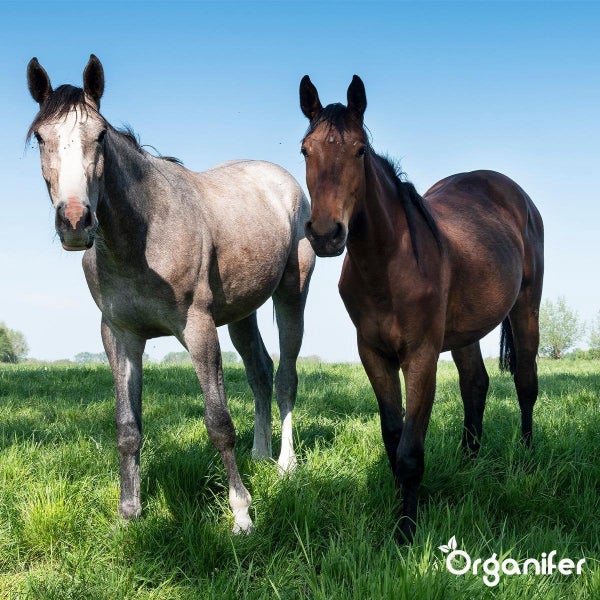 Zwei Pferde auf einer grünen Weide unter blauem Himmel mit Organifer Logo.