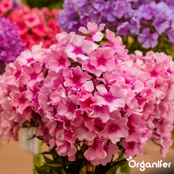 Hellviolett blühender Phlox im Garten mit grünen Blättern und dem Organifer Logo.