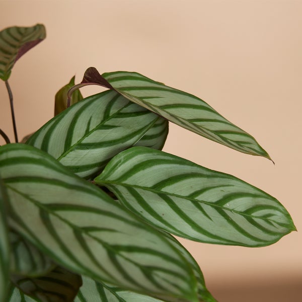 Pfeilwurz Zimmerpflanze mit gestreiften Blättern