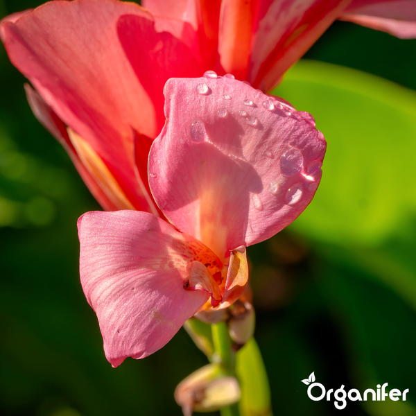 Nahaufnahme einer rosa Canna-Blüte mit Wassertropfen auf den Blütenblättern. Organifer Logo.