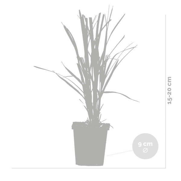Bloomique - 3er-Set - Cortaderia Selloana - Weißes Pampasgras - Ziergras - Winterhart - Höhe 20-30 cm - Topf 9 cm