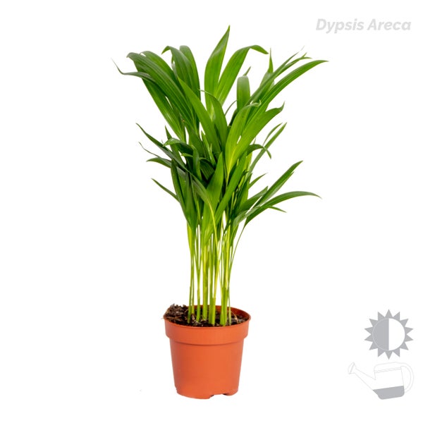 3x Tropische Palmenmischung – Dypsis-Chamaedorea-Yucca – Pflegefreundlich – ⌀12 cm – ↕20-45 cm