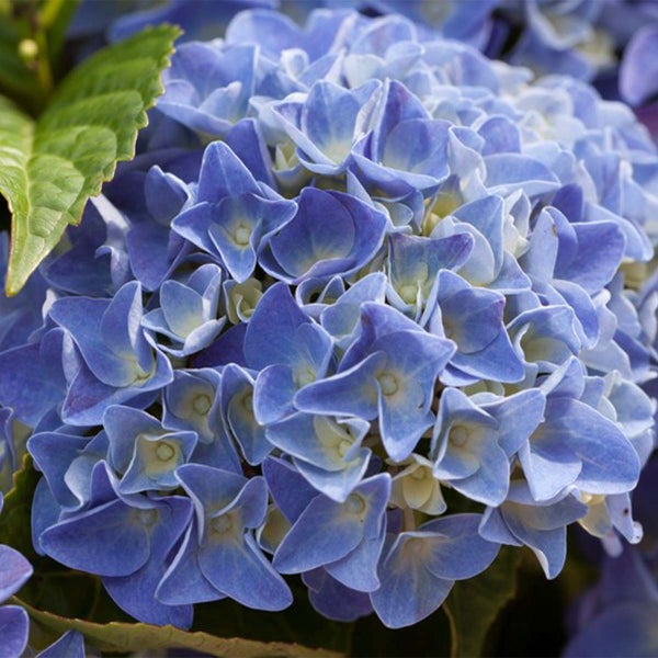 Hydrangea Macrophylla 'Early Blue' – Hortensie – Strauch – Winterherz – ⌀14 cm – ↕30-40 cm
