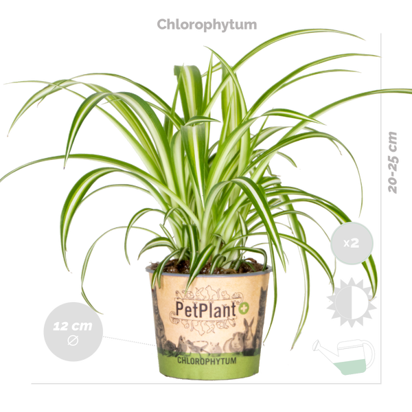 Bloomique - 6er-Set - Haustierfreundliche Pflanzen - Chlorophytum, Cyperus, Callisia - Zimmerpflanzen - 20-30 cm Hoch - Topf 12 cm
