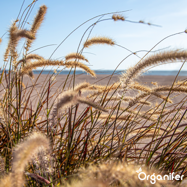 Blühendes Lampenputzergras an einem sonnigen Strand mit Organifer Logo